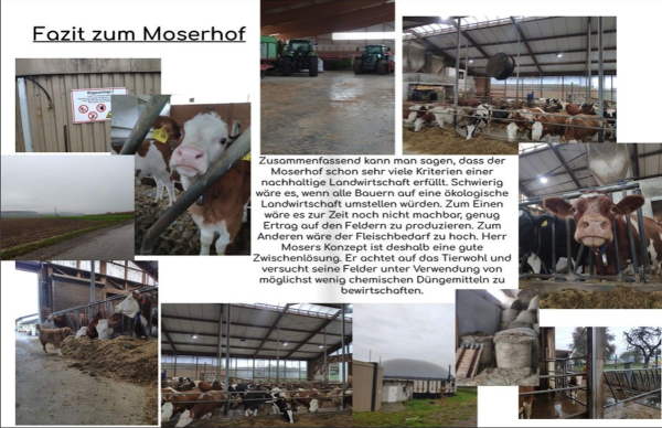 Bildcollage Moserhof. Kühe, Traktoren und Ställe.