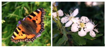 Schmetterling und Blüte